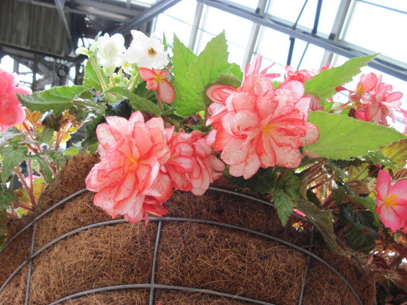 Pink and White Begonias