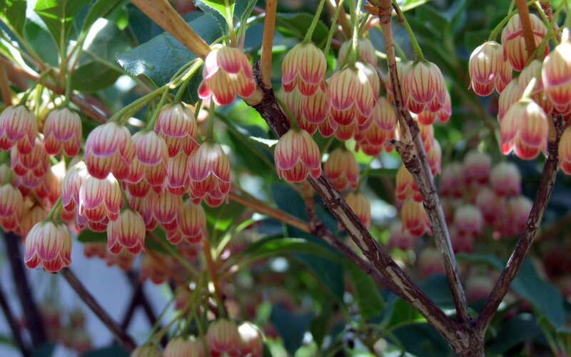 Pink and white bell-shaped flowers