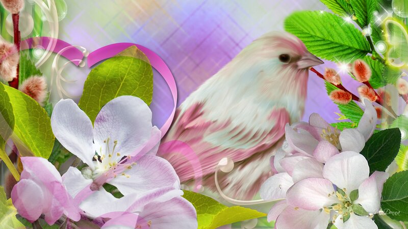 Pink and White Bird — Serene