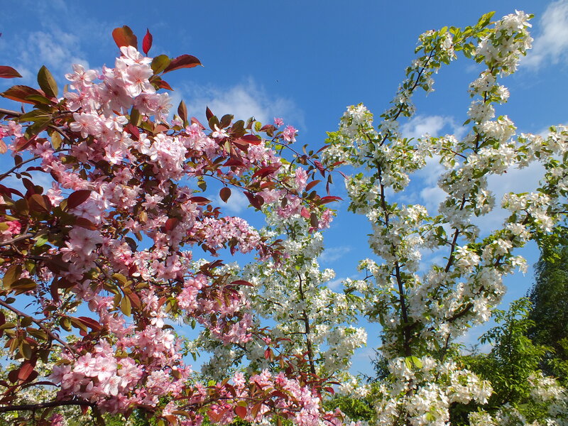 Pink and White Blossoms — Blue