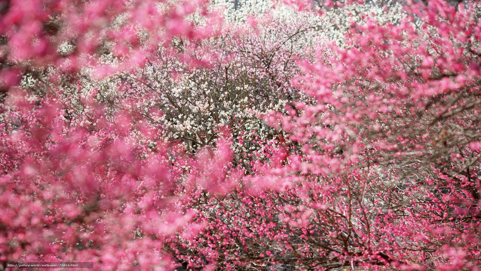 Pink and white blossoms in bloom