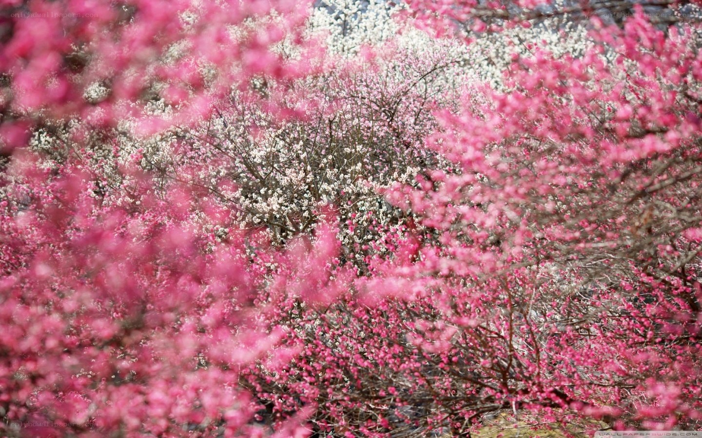 Pink and white blossoms in spring
