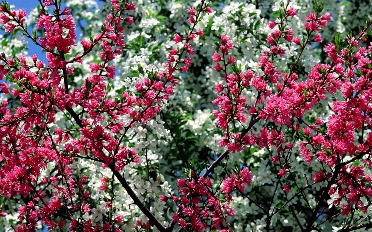 Pink and white blossoms in spring