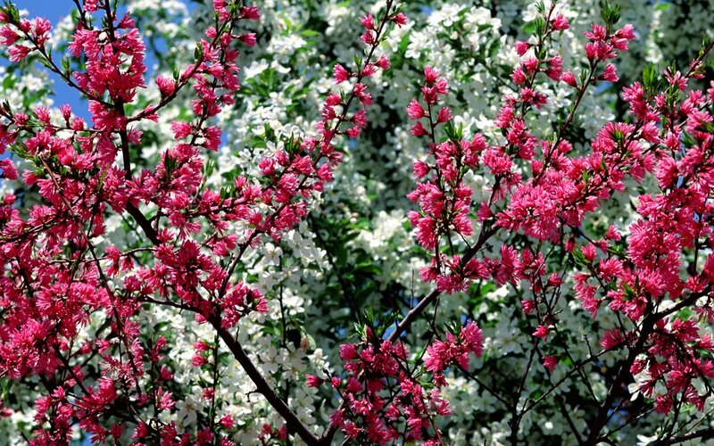Pink and white blossoms in spring