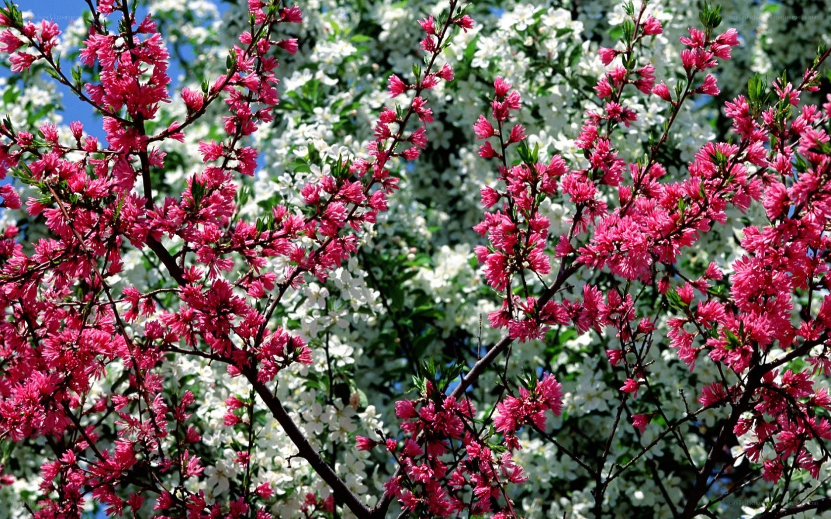 Pink and white blossoms in spring