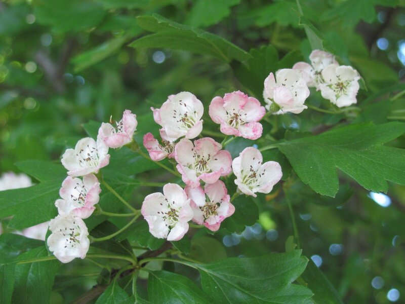 pink and white blossoms on a branch