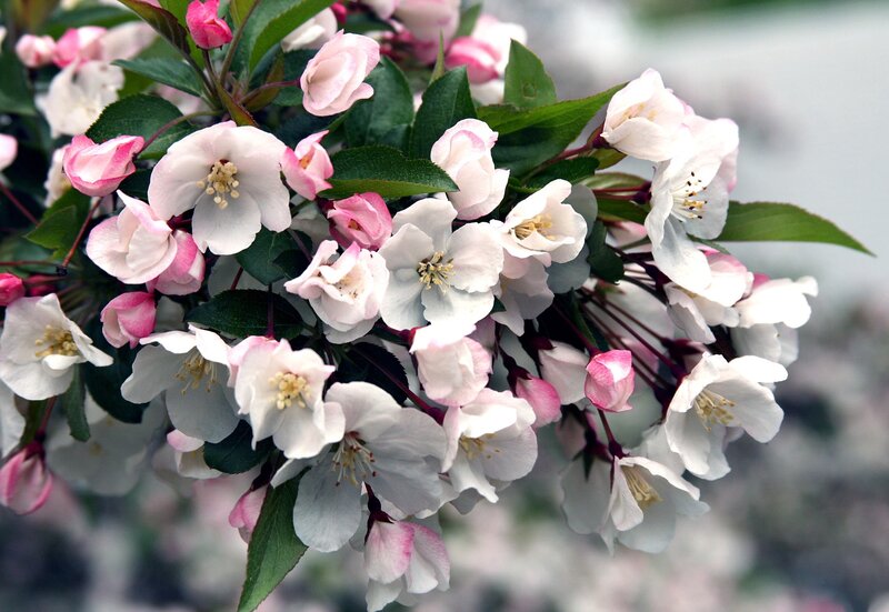 Pink and white blossoms on a branch