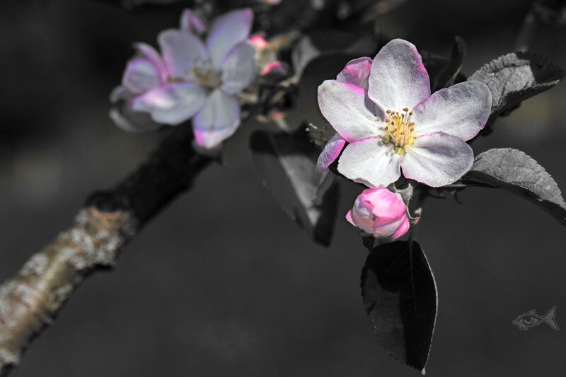 Pink and white blossoms on a branch