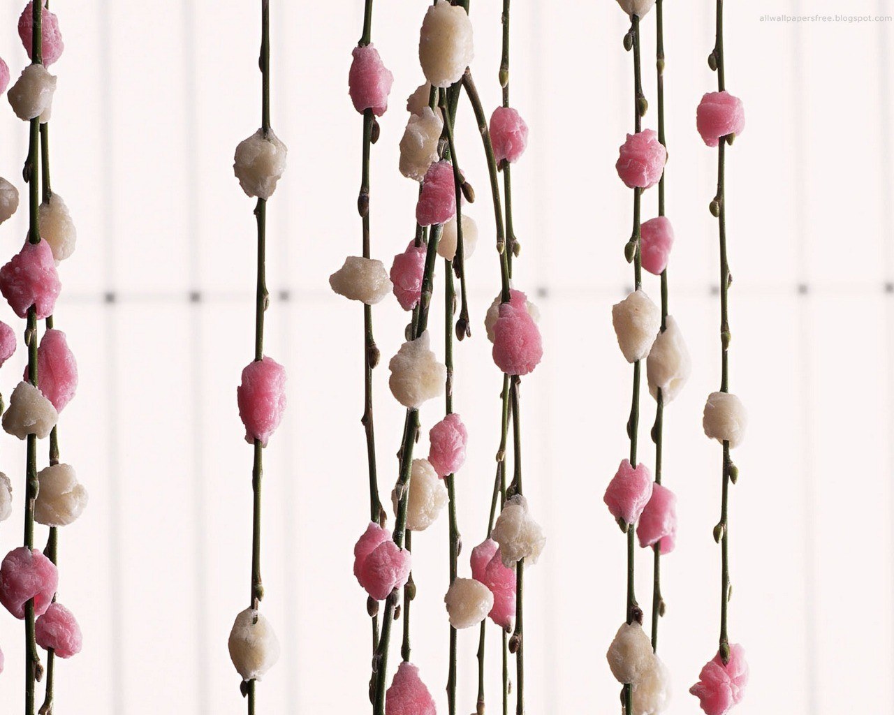Pink and white blossoms on branches