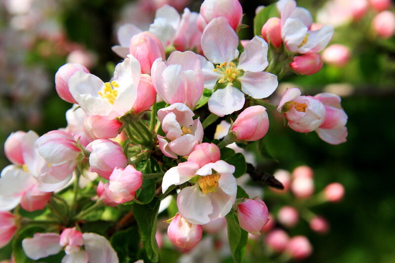 Pink and White Blossoms — Serene, Spring, Photograph, Buds