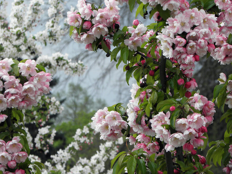 Pink and White Blossoms — Serene, Spring, Photograph, Flowers, Leaves