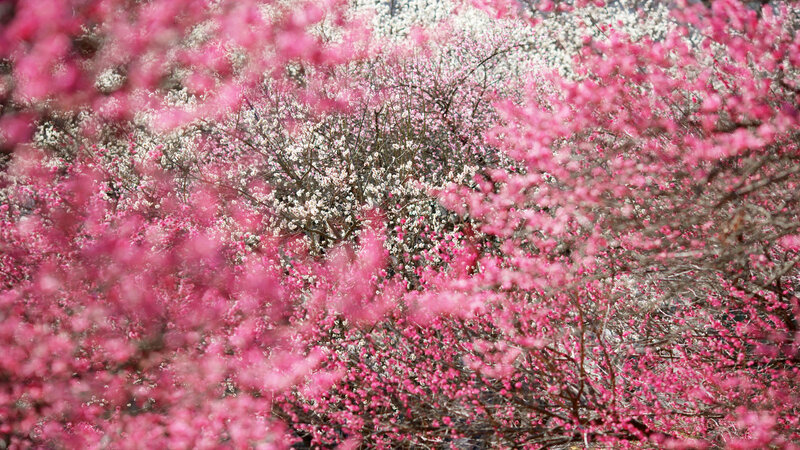 Pink and White Blossoms — Serene, Spring, Photograph