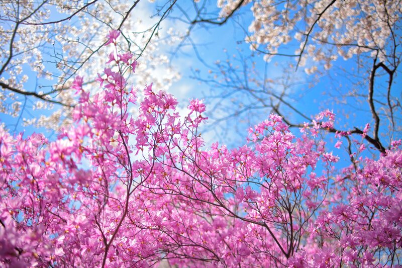 Pink and White Blossoms — Serene, Spring, Photograph, Trees, Sky