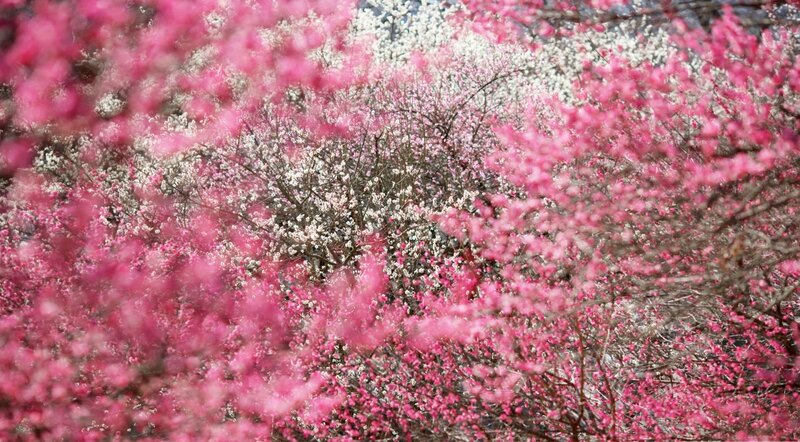 Pink and White Blossoms — Serene, Spring
