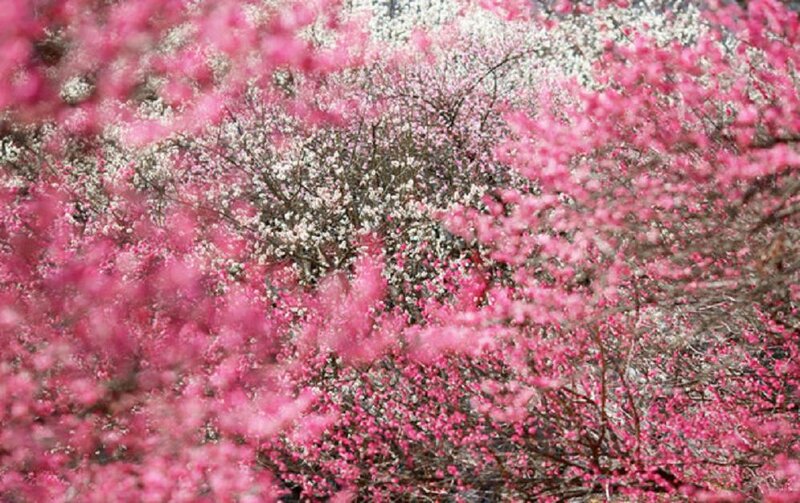 Pink and White Blossoms — Serene