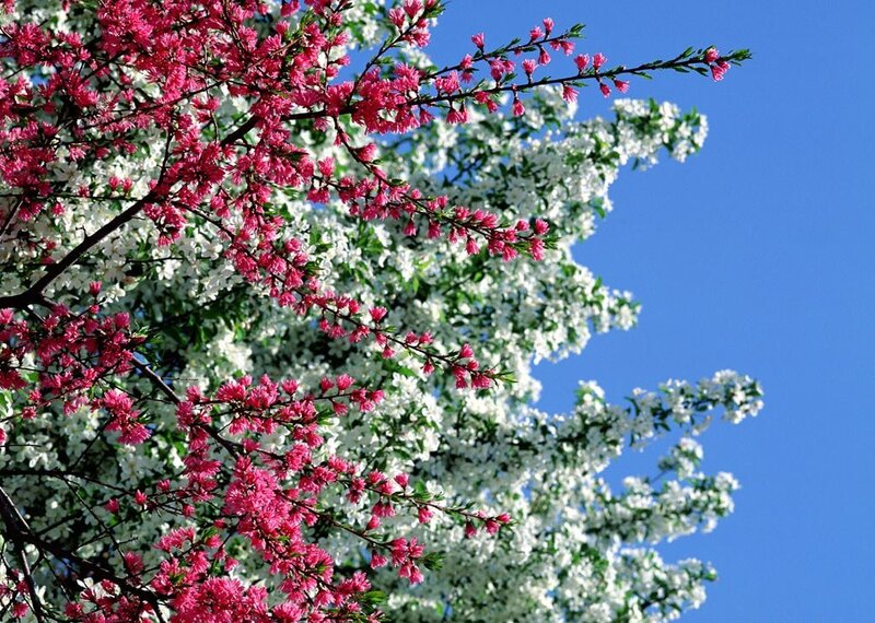 Pink and White Blossoms