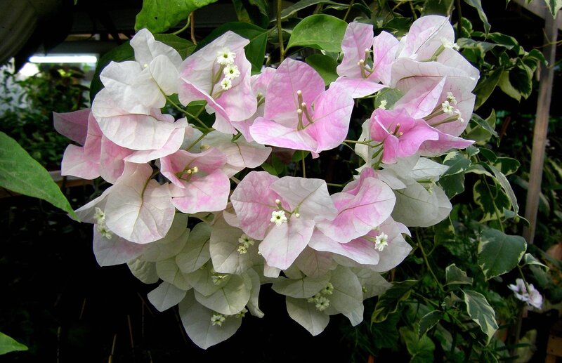 pink and white bougainvillea flowers