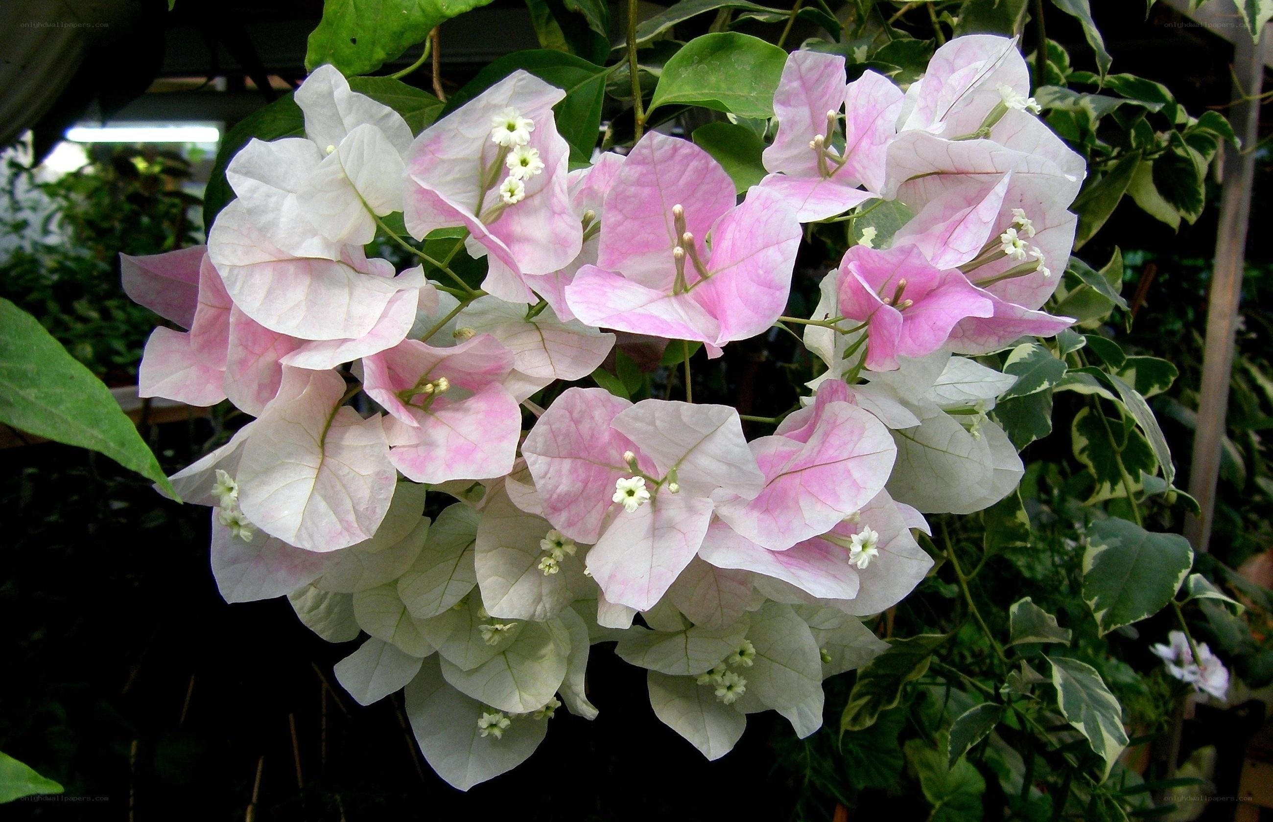 pink and white bougainvillea flowers