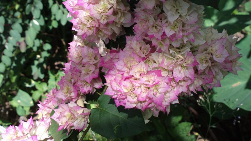 Pink and White Bougainvillea — Serene