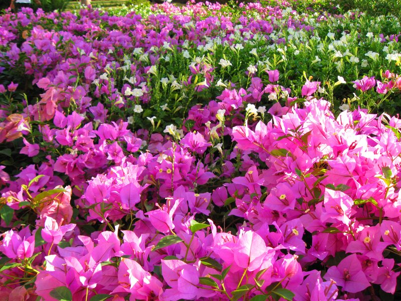 Pink and White Bougainvillea