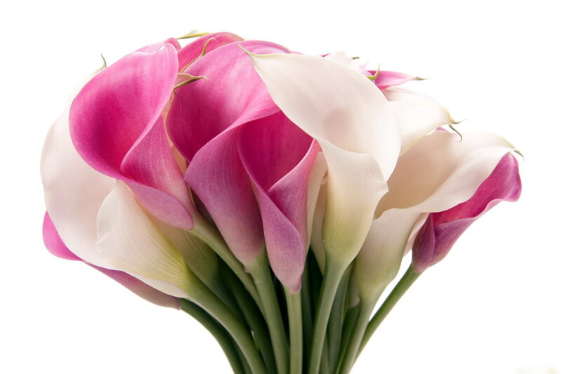 Pink and White Calla Lilies — Calm, Photograph
