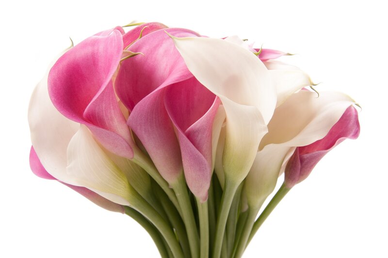 Pink and White Calla Lilies — Calm