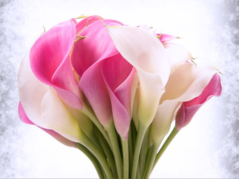 Pink and White Calla Lilies