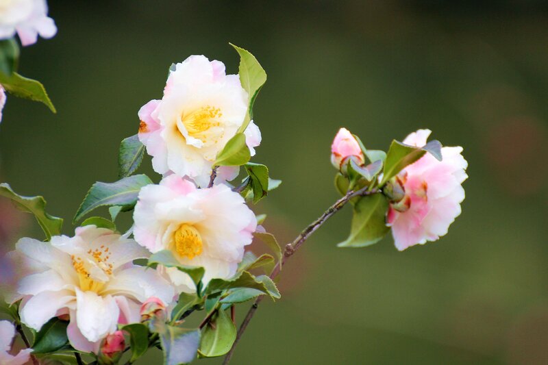 Pink and white camellia blossoms