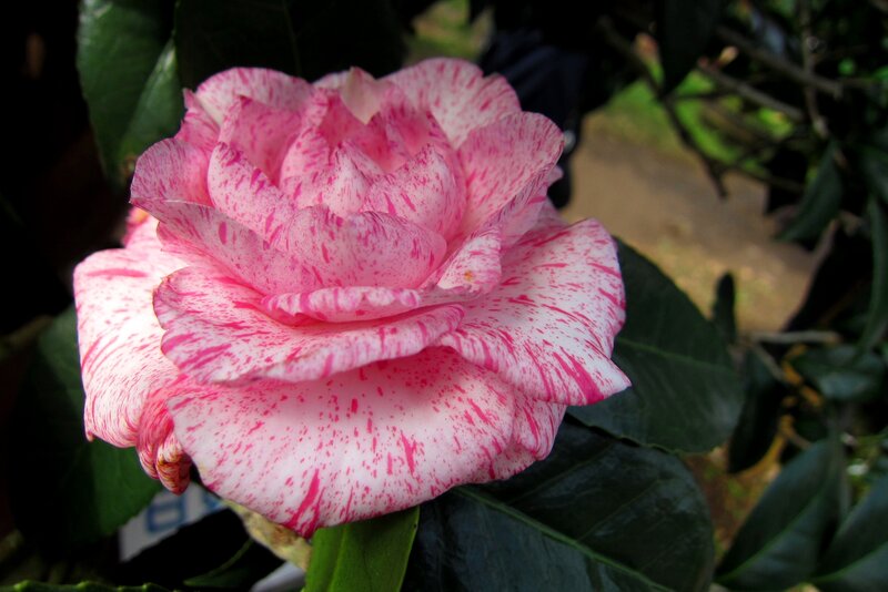 Pink and White Camellia — Calm, Afternoon