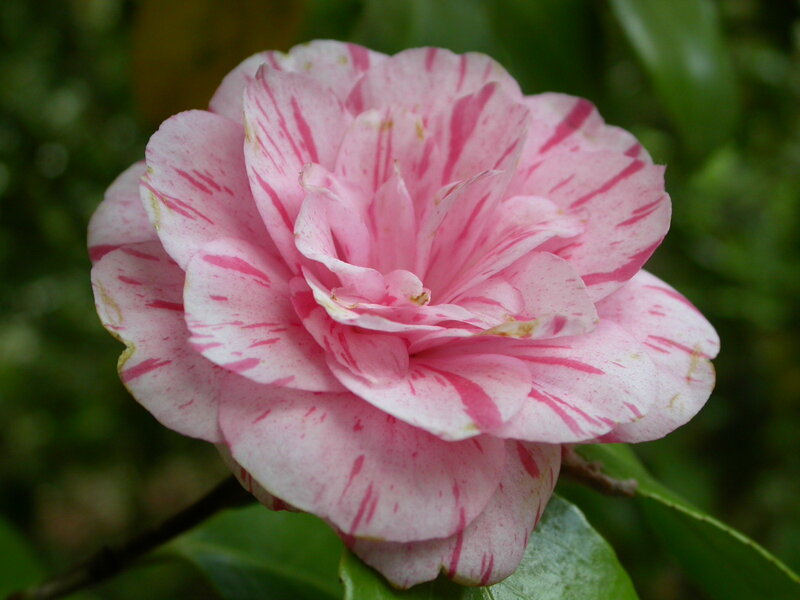 Pink and White Camellia — Calm, Photograph