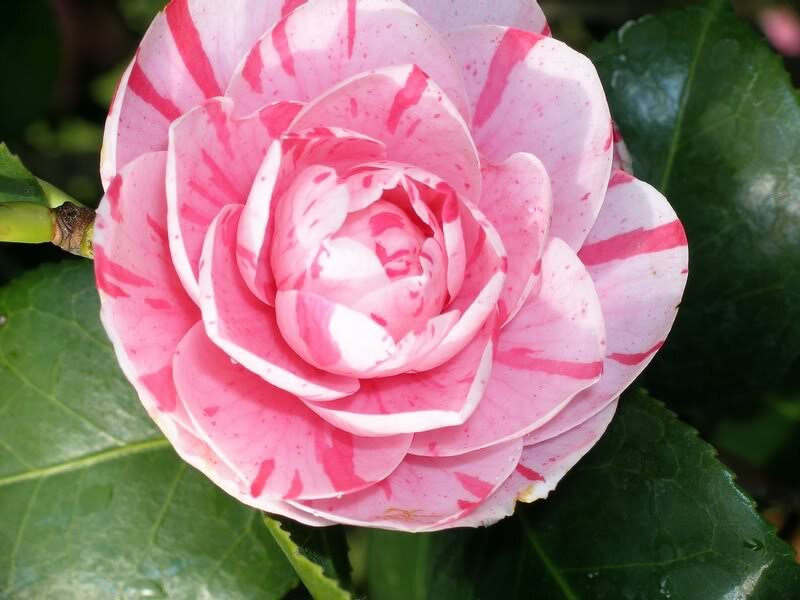 Pink and White Camellia — Calm