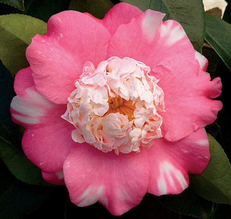 pink and white camellia flower