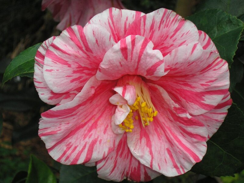 Pink and White Camellia Flower — Calm, Photograph, Petals
