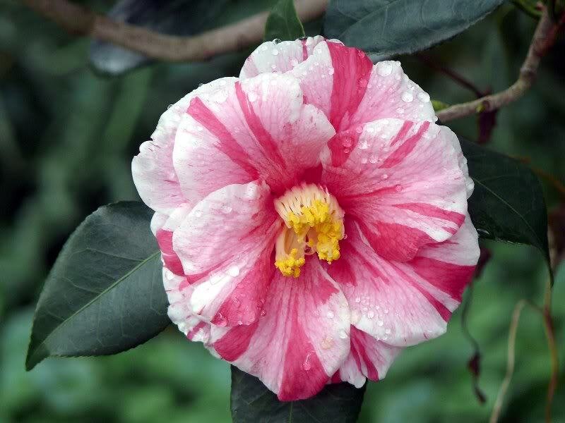 Pink and White Camellia Flower — Calm