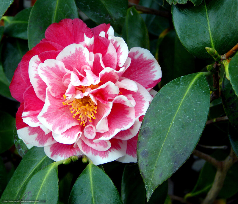Pink and White Camellia Flower — Red, Serene