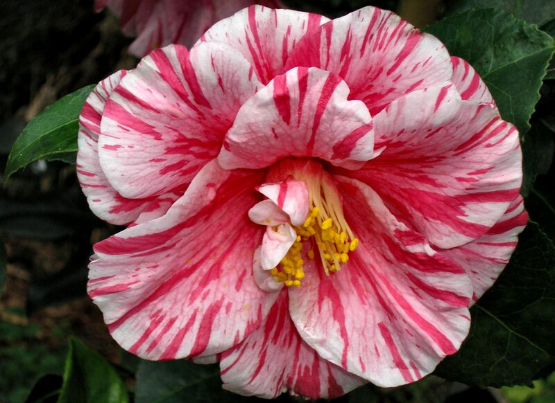 Pink and White Camellia Flower — Red