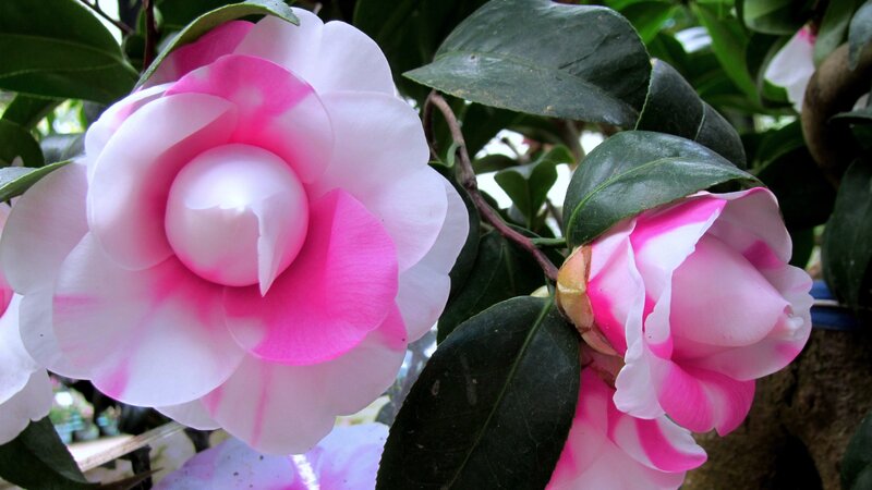 Pink and White Camellia Flower — Serene
