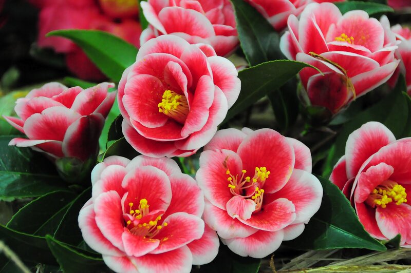Pink and White Camellia Flowers — Calm