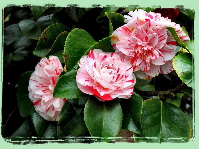 Pink and White Camellia Flowers