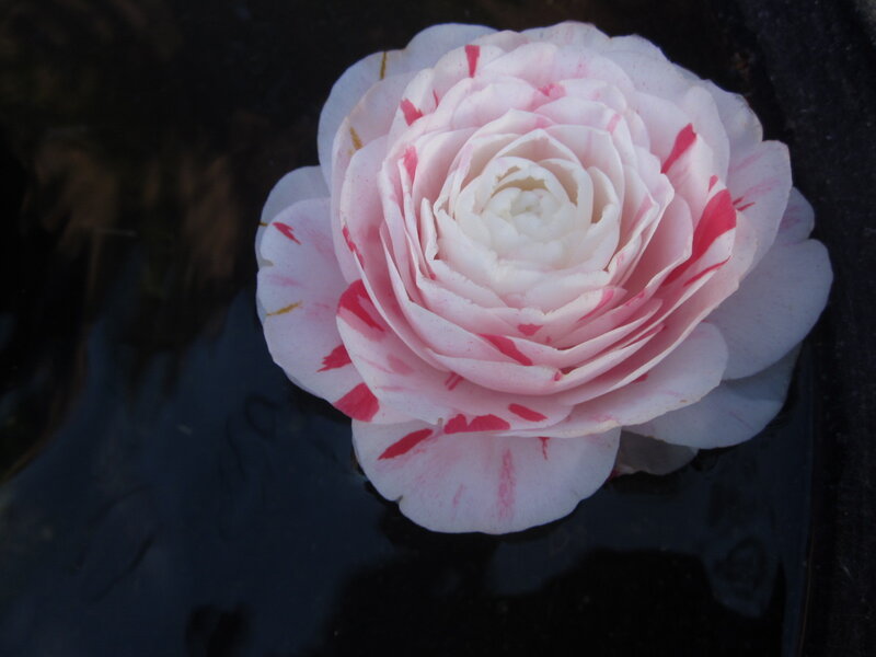 Pink and White Camellia — Serene, Photograph