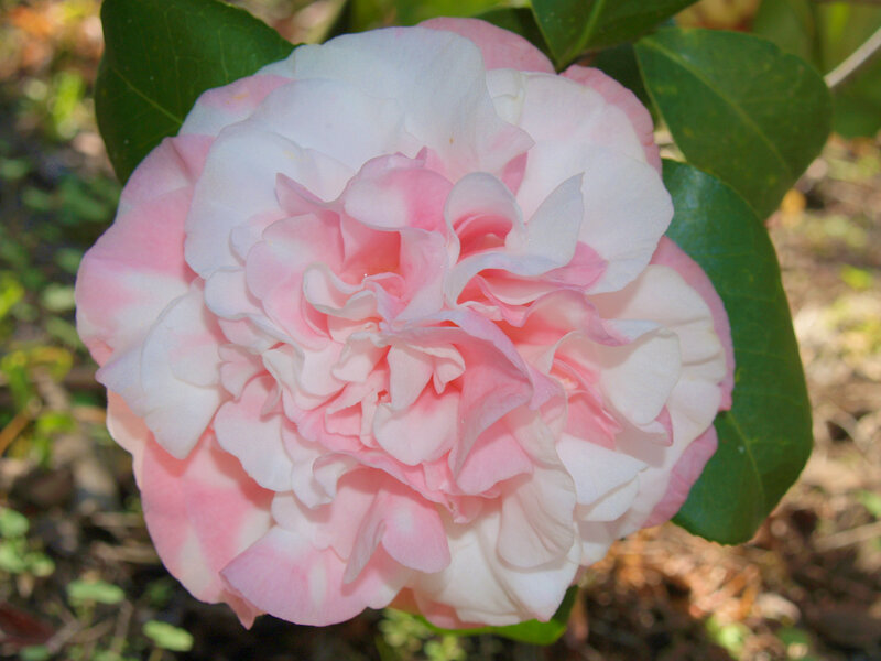 Pink and White Camellia — Serene