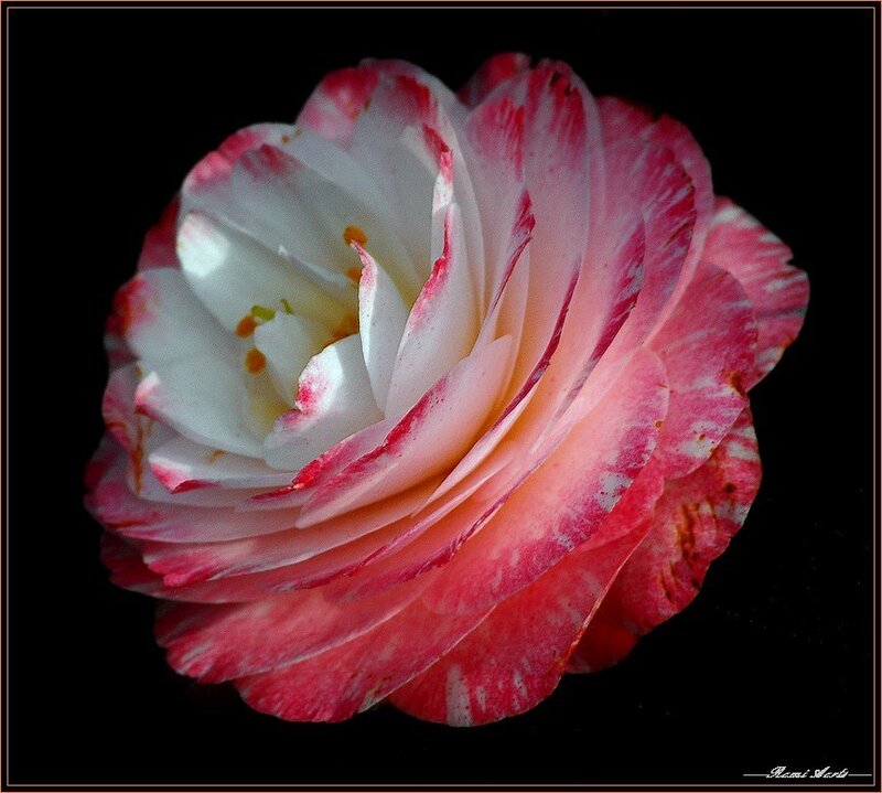 Pink and White Camellia