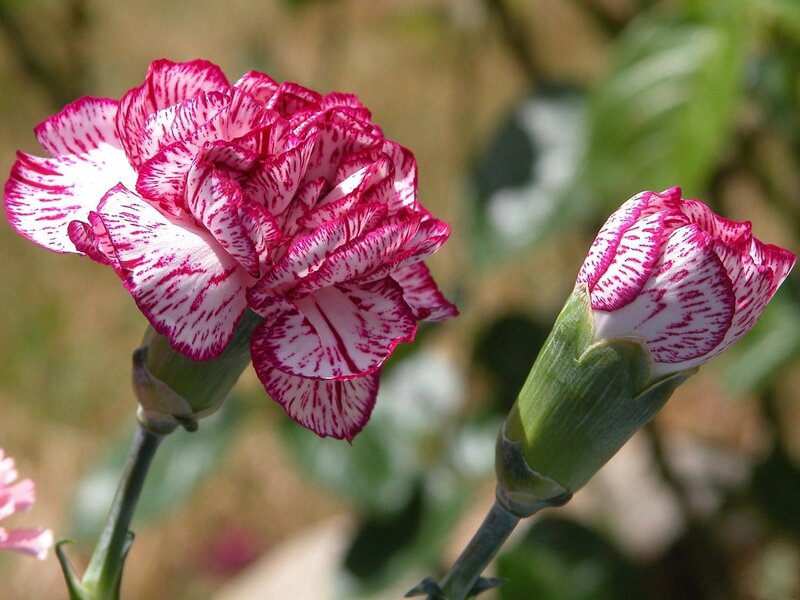 Pink and White Carnation — Calm, Afternoon