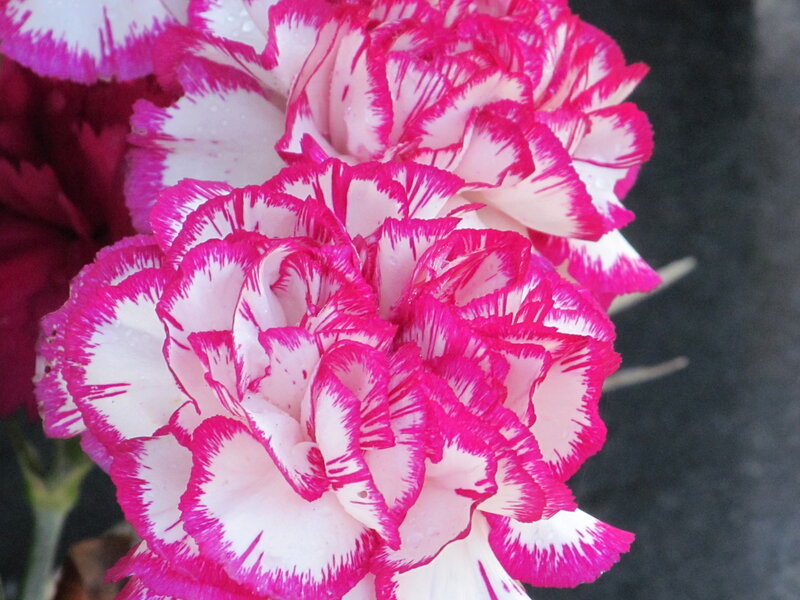 Pink and White Carnation — Calm, Photograph, Flower