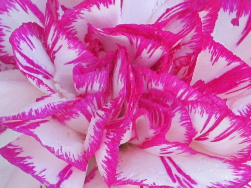 Pink and White Carnation — Calm, Photograph, Petals