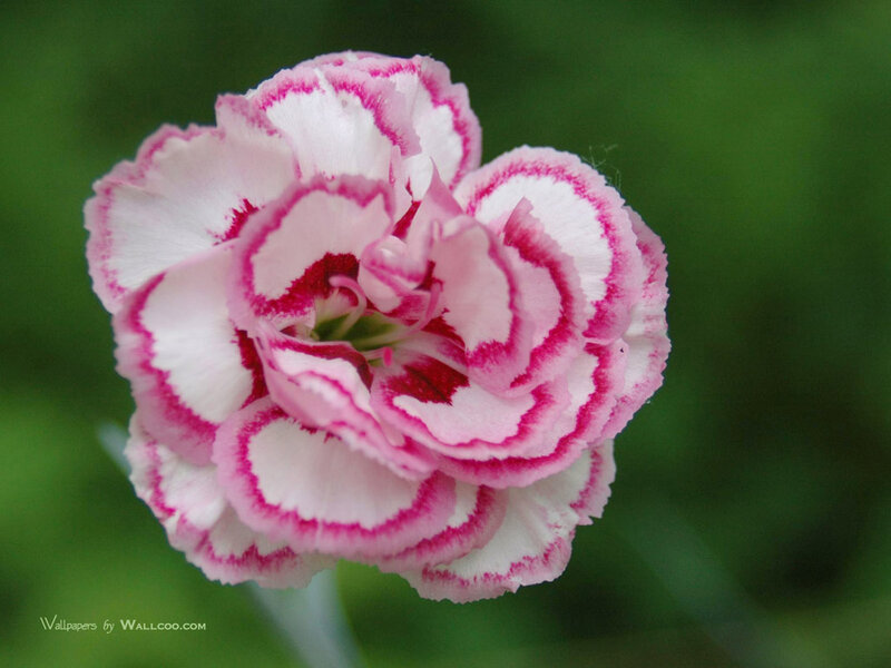 Pink and White Carnation — Calm, Photograph