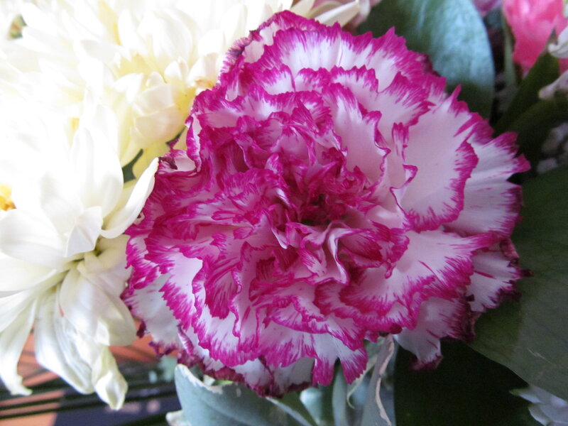 Pink and White Carnation — Calm, Photograph, White Flower