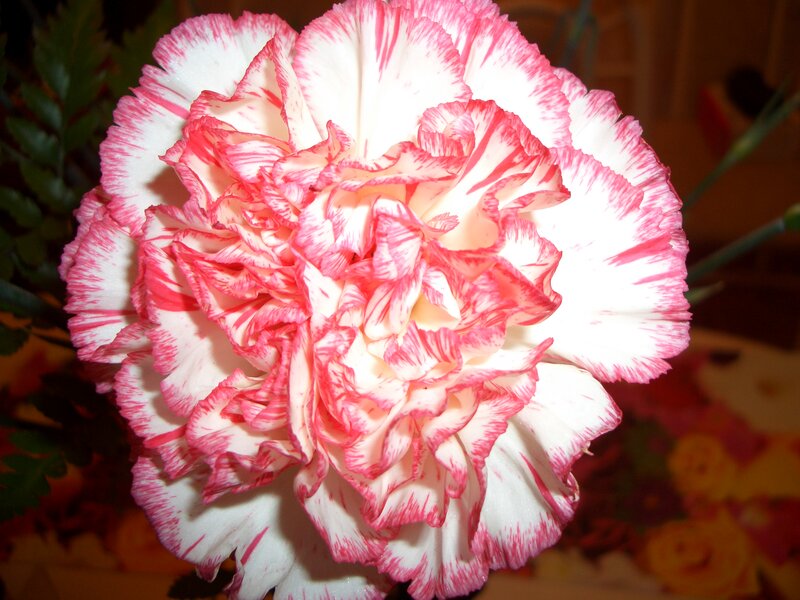 Pink and White Carnation — Calm