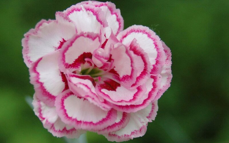 pink and white carnation flower