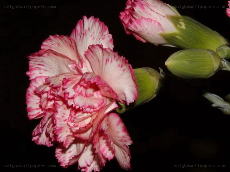 Pink and white carnation flower